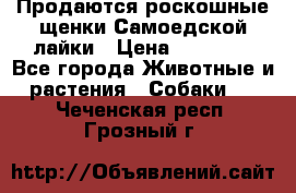 Продаются роскошные щенки Самоедской лайки › Цена ­ 40 000 - Все города Животные и растения » Собаки   . Чеченская респ.,Грозный г.